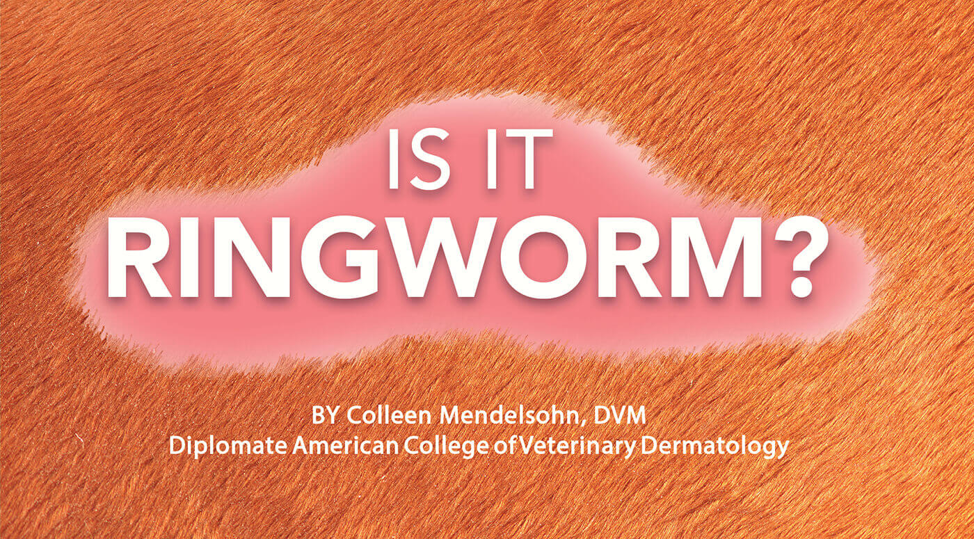Is it Ringworm? Pet Boarding and Daycare Magazine