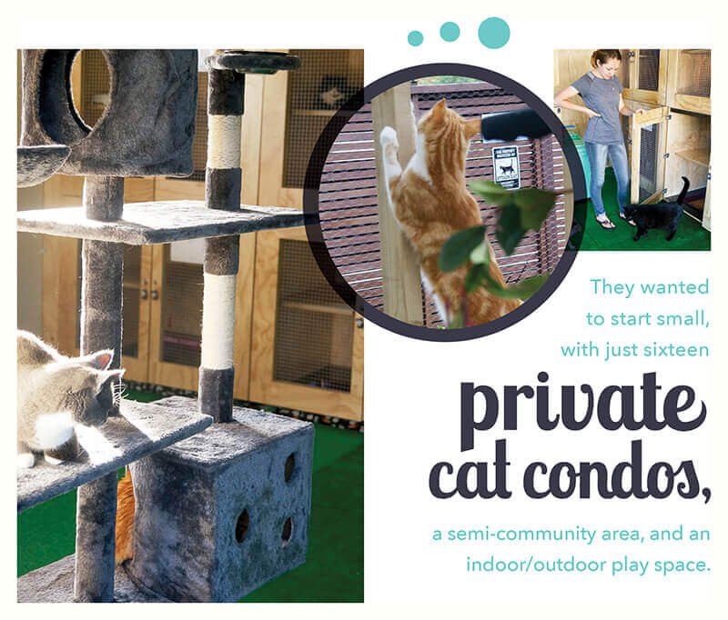 Purrfection Mary's CatVilla Pet Boarding and Daycare Magazine
