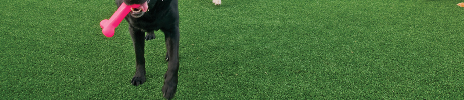 Artificial Grass for Dogs