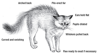 Cat Body Language Chart