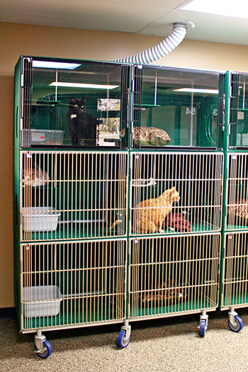 pet kennels for cats