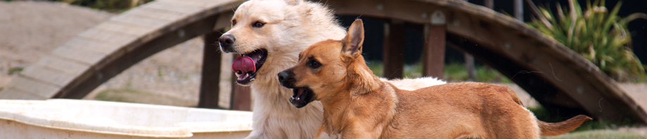 San Francisco’s Pet Camp