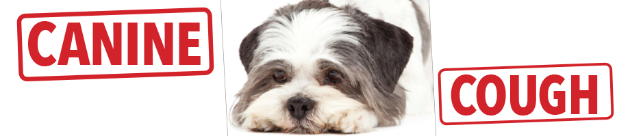 Understanding Canine Cough & Canine Influenza Virus