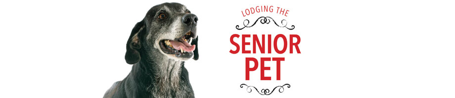 Lodging the Senior Pet