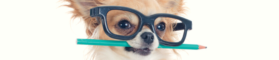 Skills Every Puppy Should Know