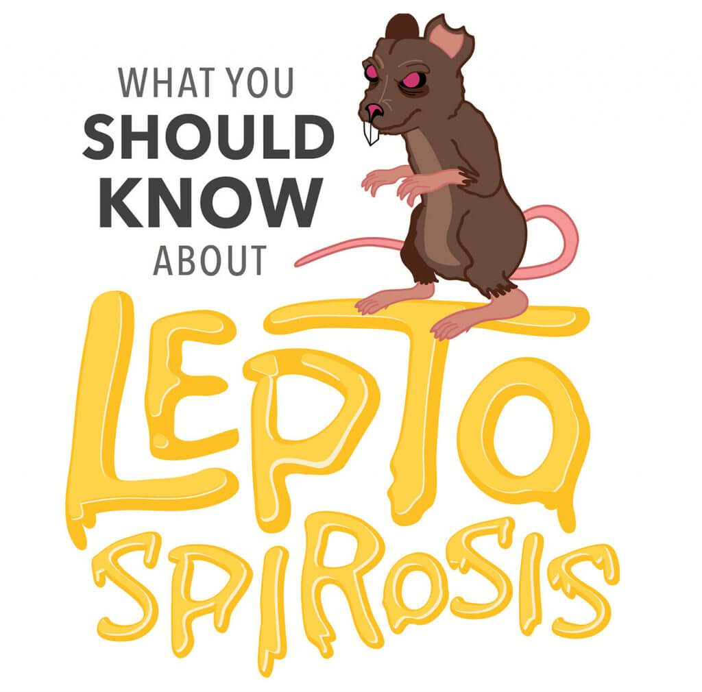 Hasil gambar untuk leptospirosis