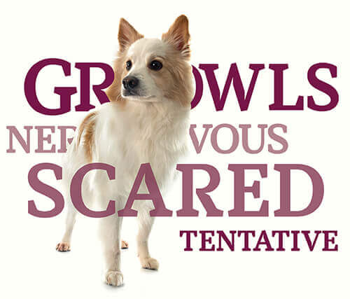words around dog pet boarding and daycare magazine daycare words