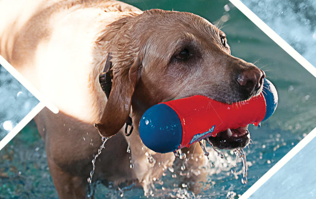 dog swimming in pool