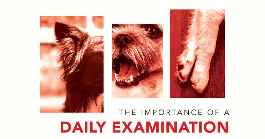 dog ear, teeth, paws