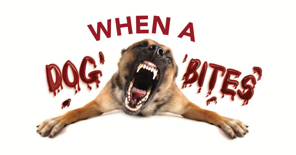 when a dog bites article graphic