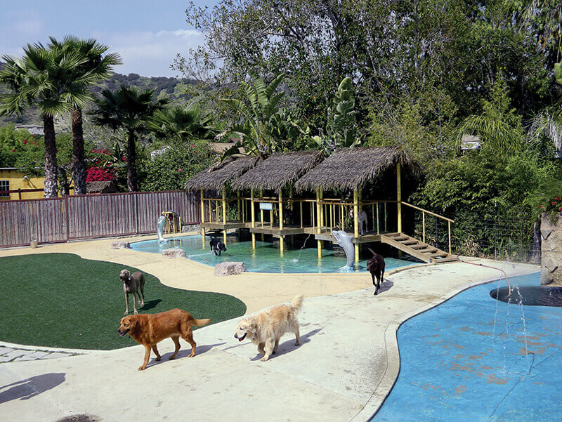 Paradise Ranch Pet Resort Pet Boarding and Daycare Magazine