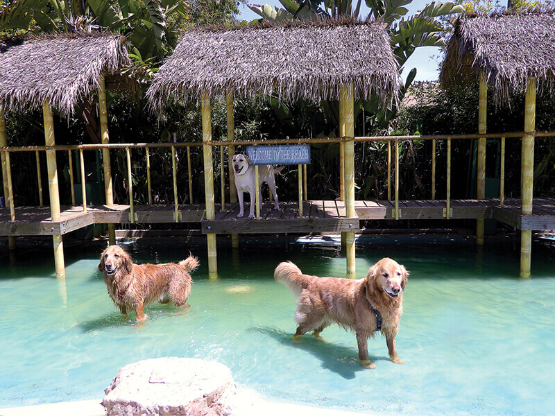 Paradise Ranch Pet Resort Pet Boarding and Daycare Magazine