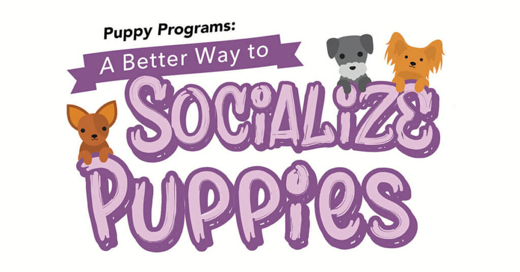 Socialize Puppies article graphic