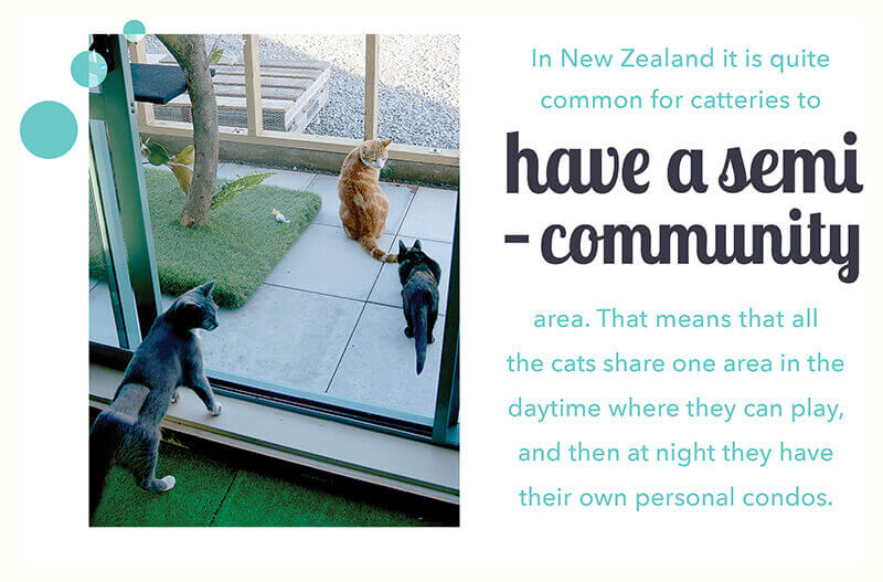 cat semi-community