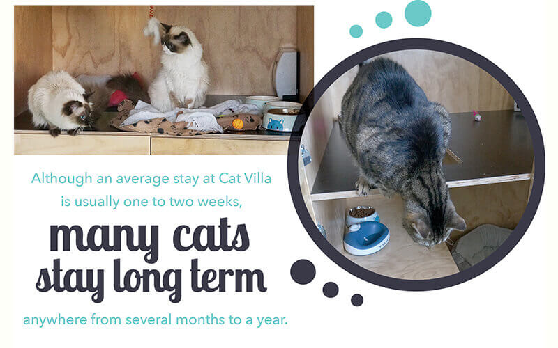 long term cats