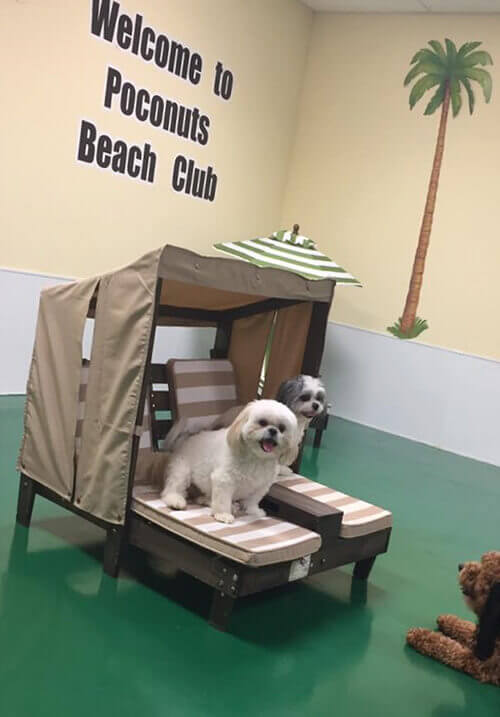 V.I.Pet Resort Pet Boarding and Daycare Magazine