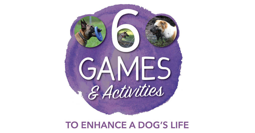6 Games & Activities to Enhance a Dog's Life