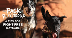 From Pack to Playgroup: 6 Tips for Fight-Free Daycare