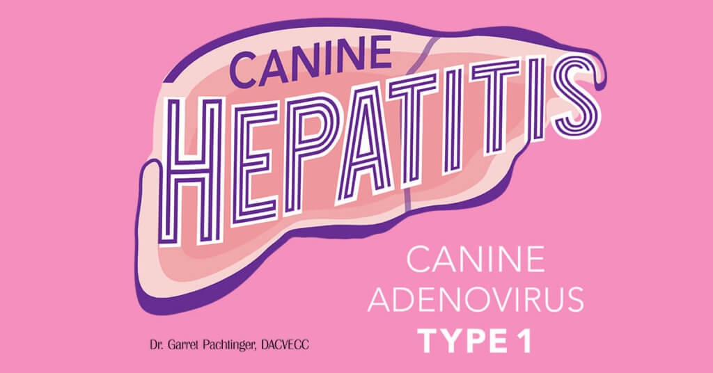 Canine Hepatitis: Canine Adenovirus Type 1