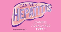 Canine Hepatitis: Canine Adenovirus Type 1