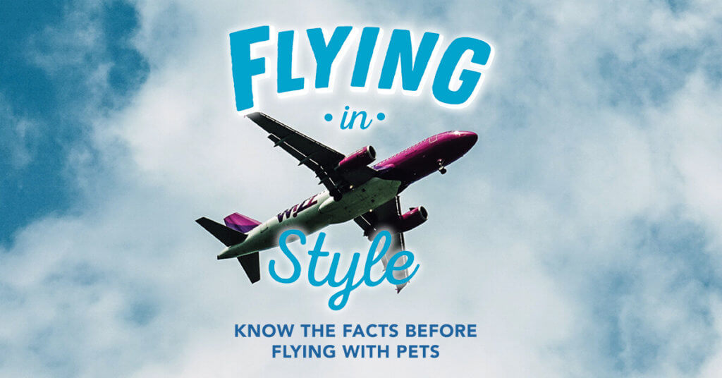 Flying in Style: Know the Facts Before Flying with Pets