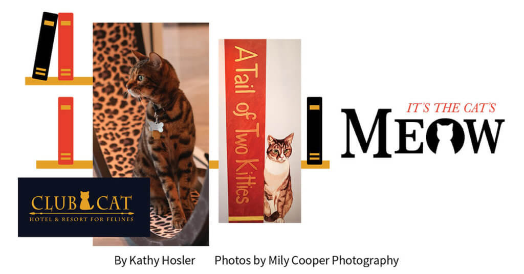 Club Cat Hotel & Resort for Felines