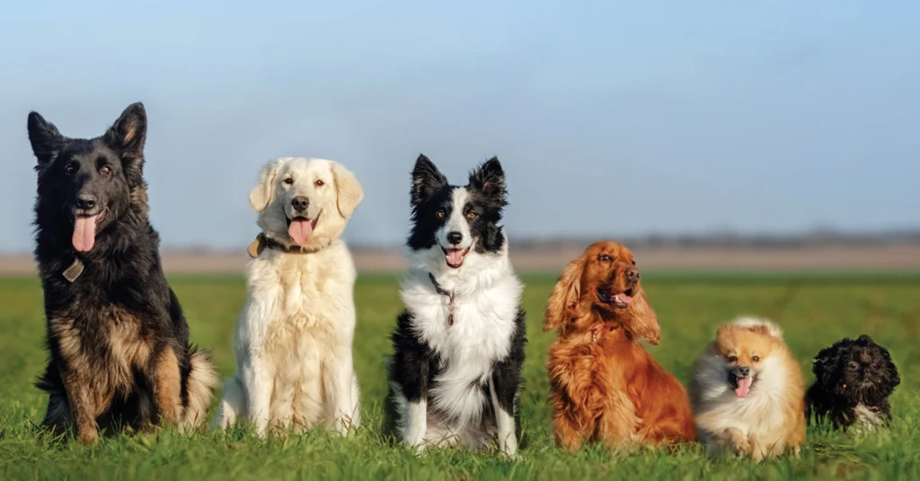 Healthy Pets, Healthy Packs: Making the Case for Fecal Testing