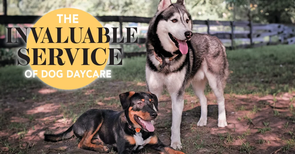 The Invaluable Service of Dog Daycare