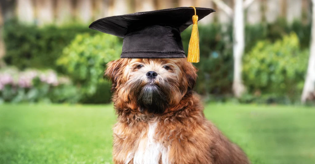 From Babysitting to Schooling: The Evolution of Dog Daycare