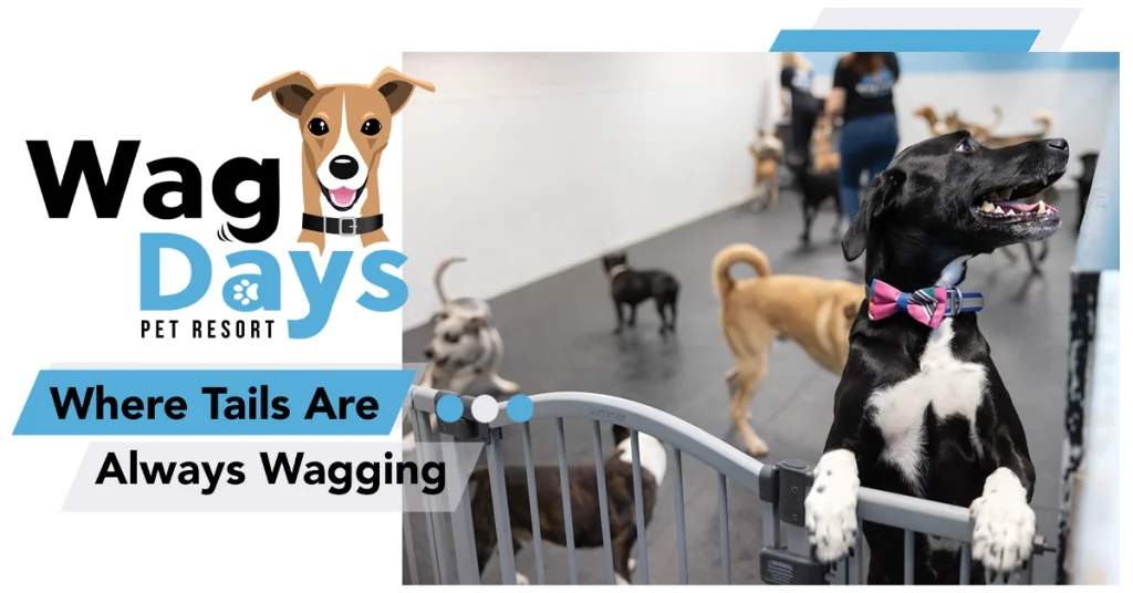 Wag Days Philly: Where Tails Are Always Wagging