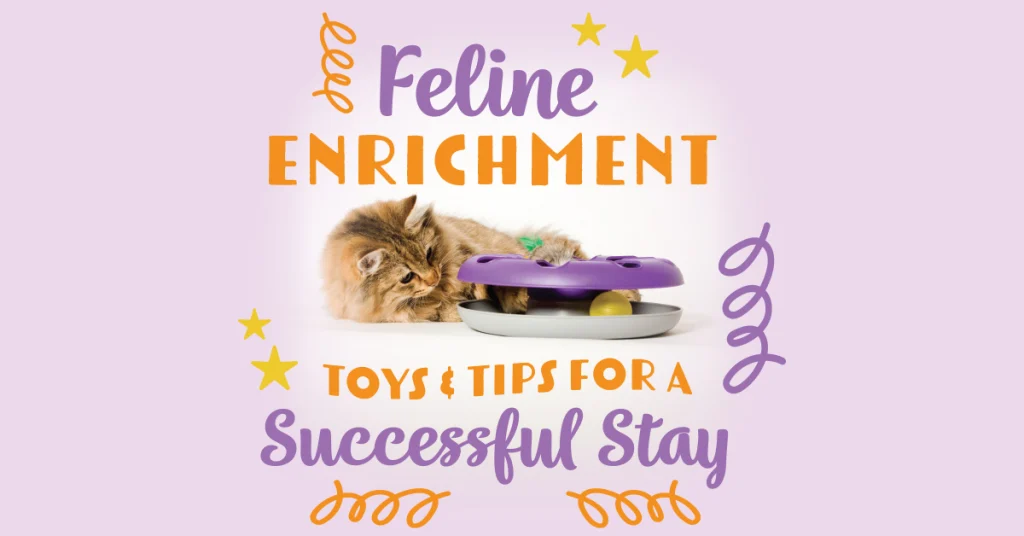 Feline Enrichment: Toys and Tips for a Successful Stay