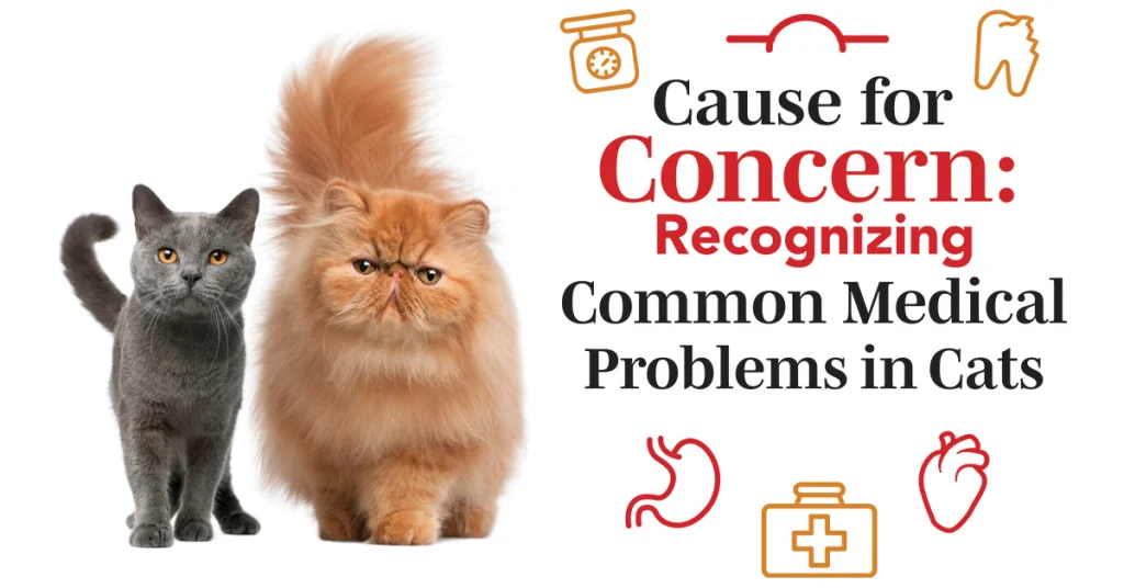 Cause for Concern: Recognizing Common Medical Problems in Cats