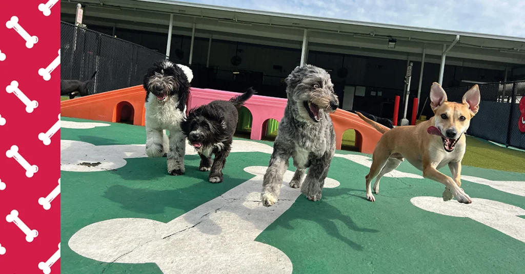 Social Pet Hotel & Daycare