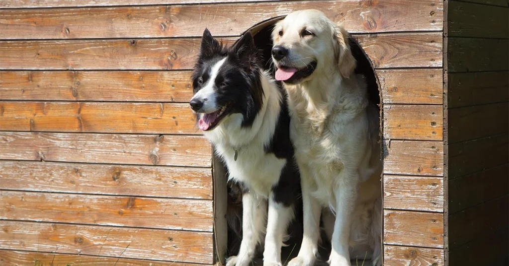 10 Qualities of a Pet Care Professional that Technology Cannot Replace