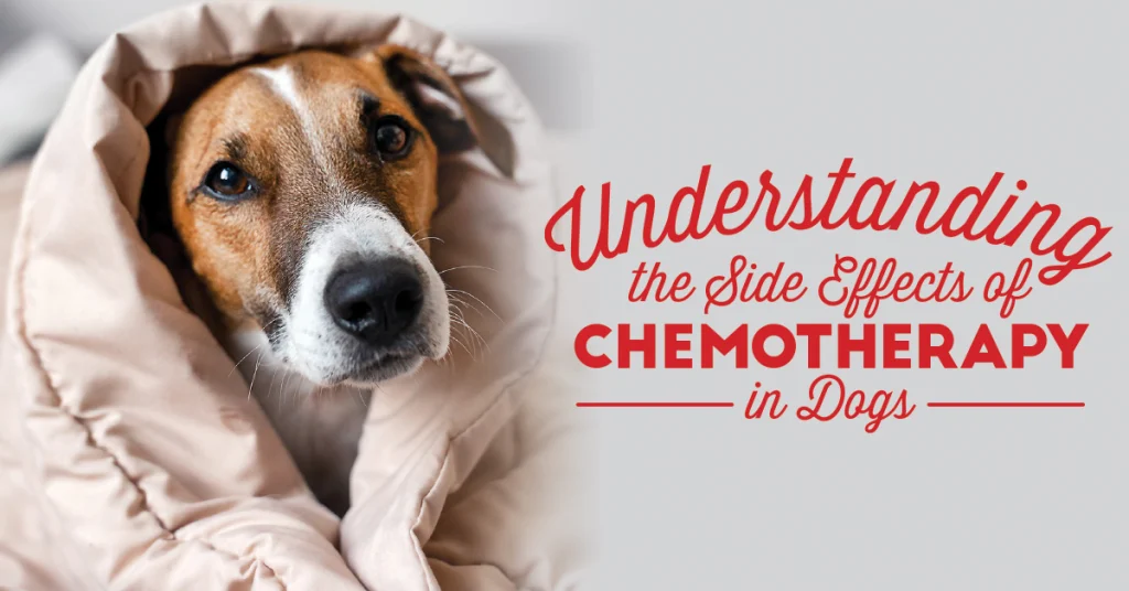 Understanding the Side Effects of Chemotherapy in Dogs