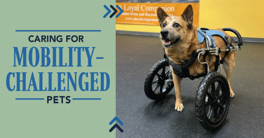 Caring for Mobility-Challenged Pets: Does it Make Sense for Your Business?