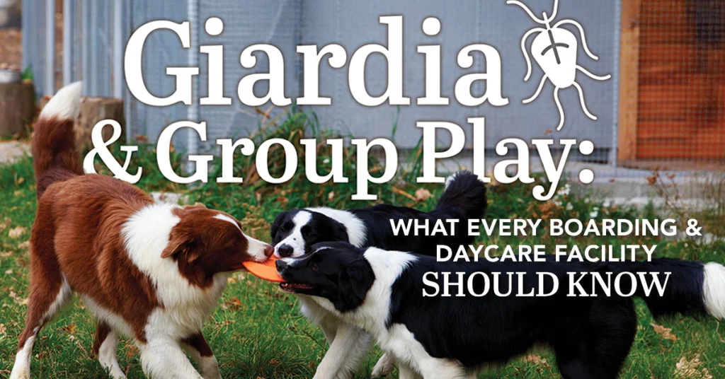 Giardia and Group Play: What Every Boarding & Daycare Facility Should Know