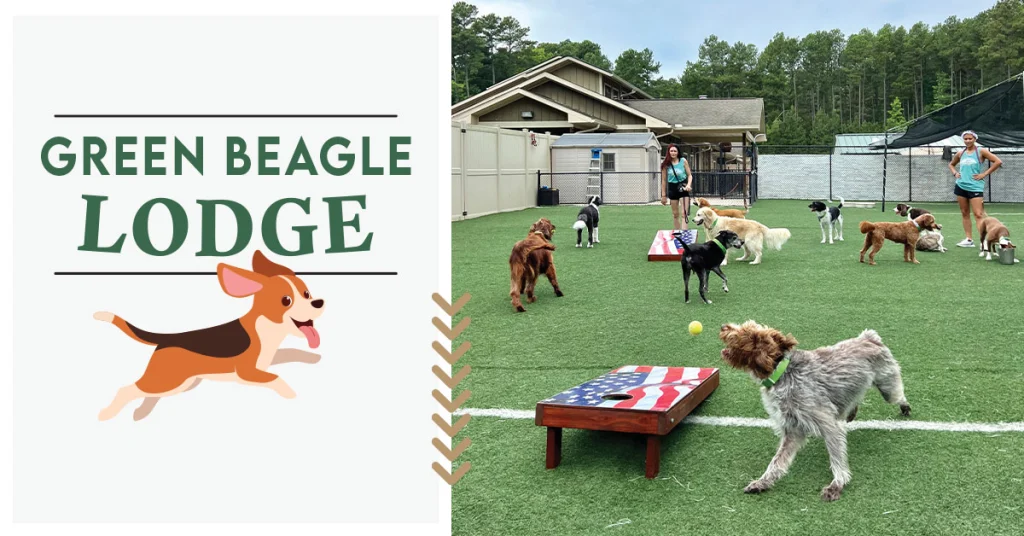 Green Beagle Lodge: Where Clean, Green, Safe & Fun Come to Life