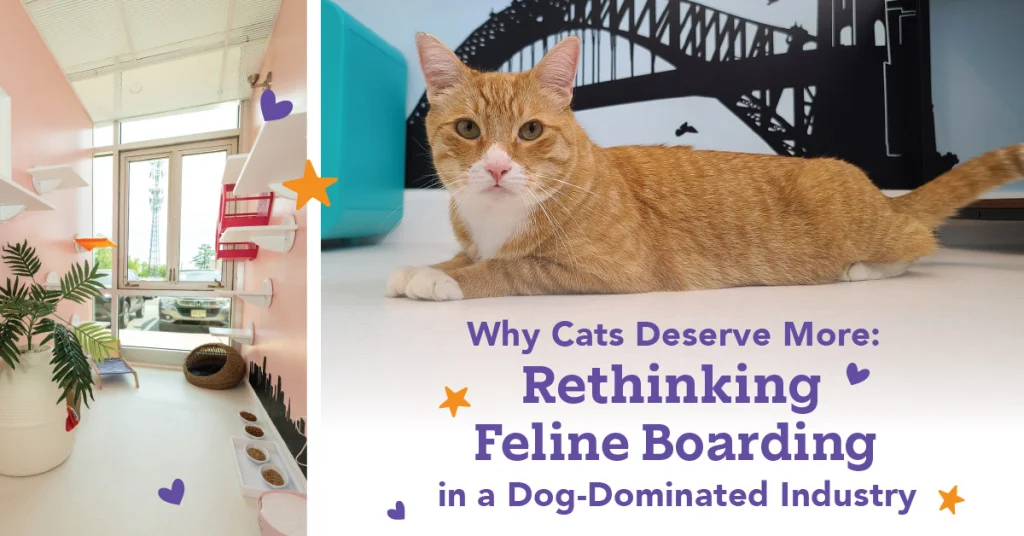 Why Cats Deserve More: Rethinking Feline Boarding in a Dog-Dominated Industry