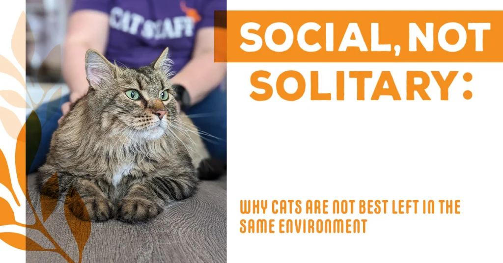 Social, Not Solitary: Why Cats Are Not Best Left in the Same Environment