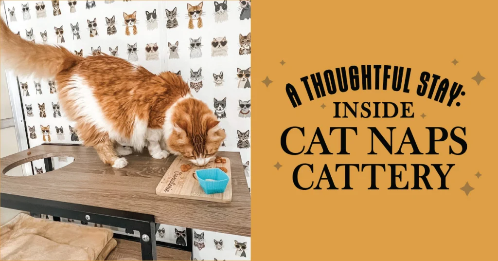 A Thoughtful Stay: Inside Cat Naps Cattery