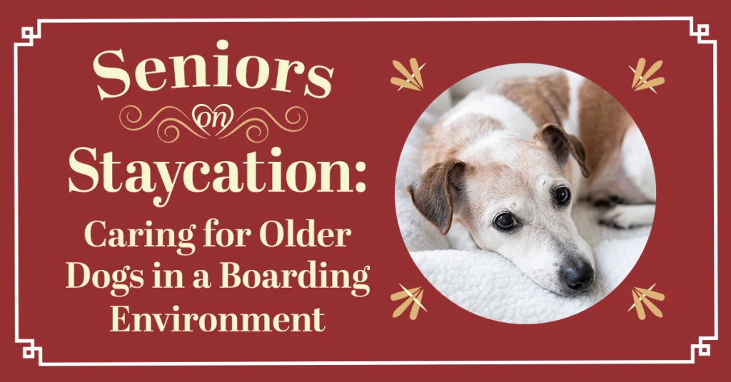 Seniors on Staycation: Caring for Older Dogs in a Boarding Environment